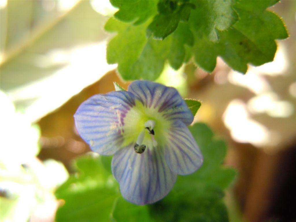 Fiorellini blu - Veronica persica